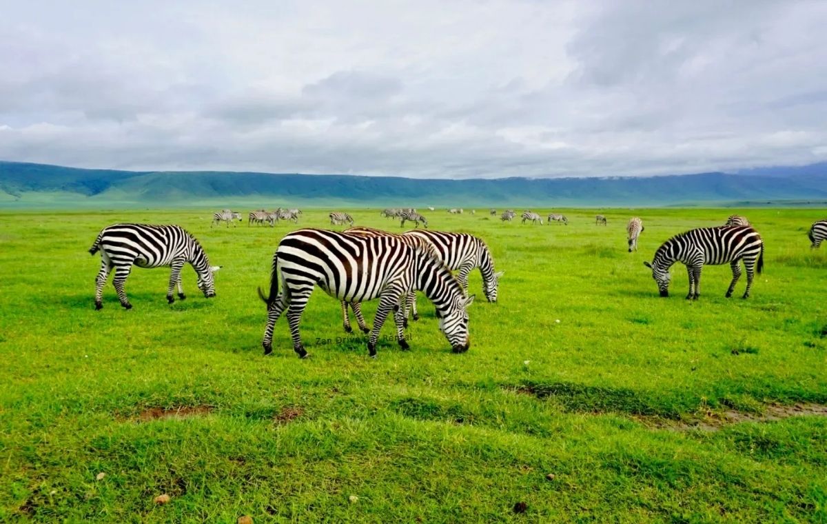 Custom Tanzania safari package from Zanzibar multi-day itinerary