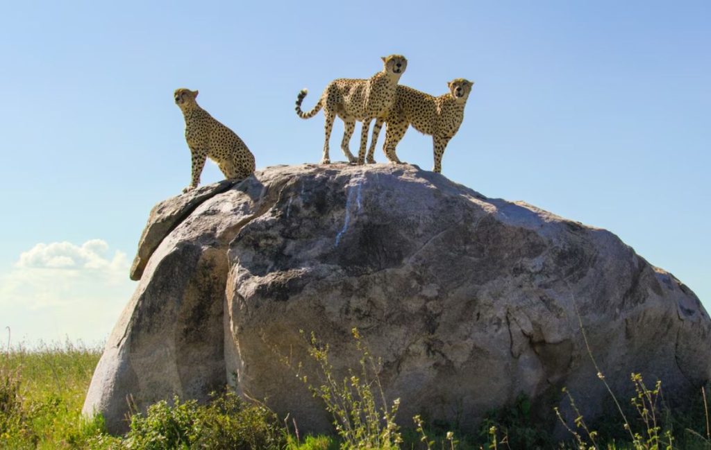 Serengeti National Park Tour Package with Self-drive Car Hire