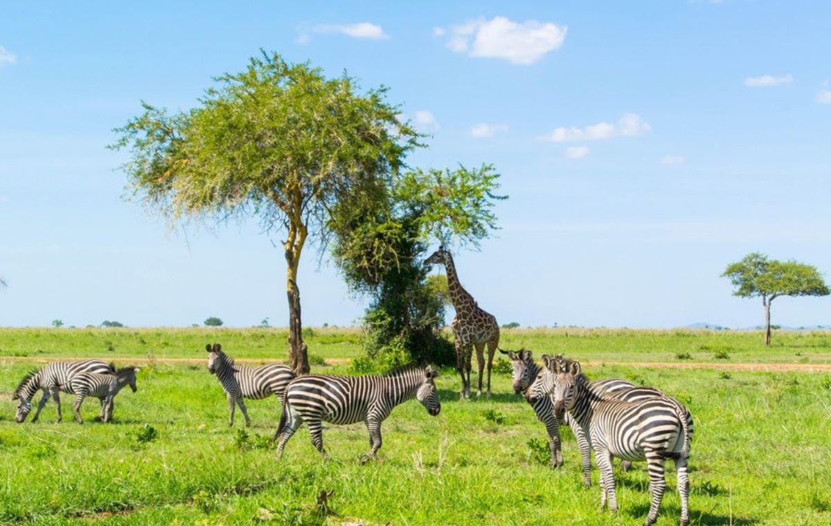 Mikumi National Park Tanzania elephant day trip from Zanzibar no flight needed