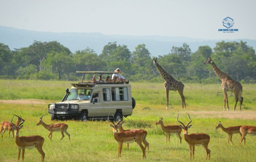 Car Hire Zanzibar - Nungwi Tour Package and Wildlife Encounters with Self-drive Car Rental