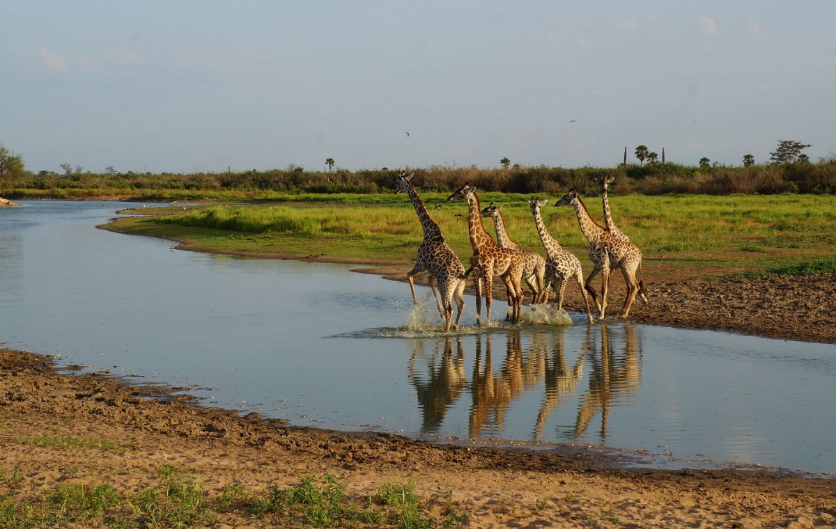 Selous Nyerere National Park Rufiji River boat safari Tanzania from Zanzibar