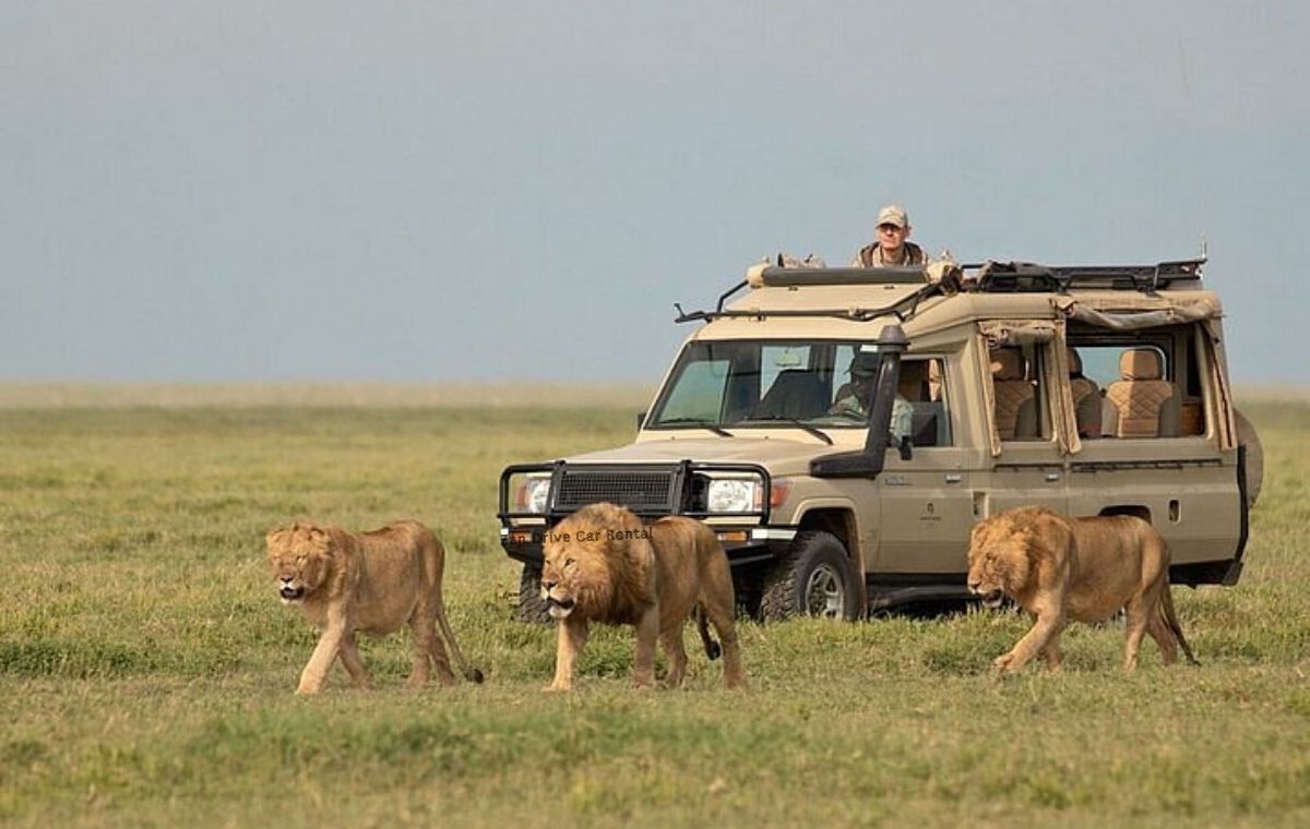 Serengeti National Park and Ngorongoro Crater safari from Zanzibar
