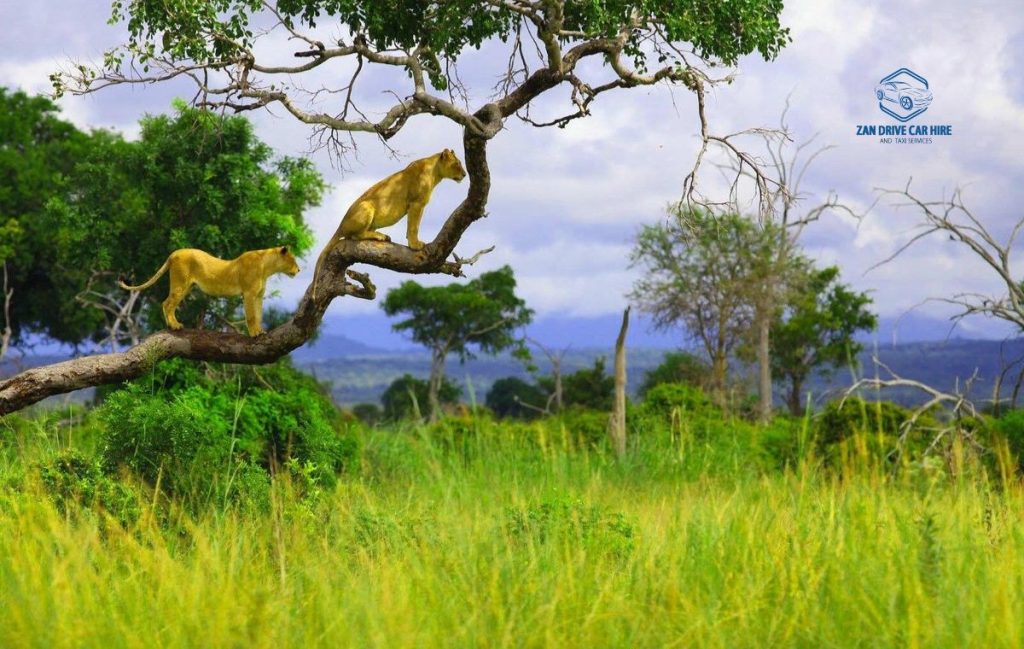 ZNZ Airport to Mikumi Car Rental Cost - Mikumi Zanzibar Tour Package