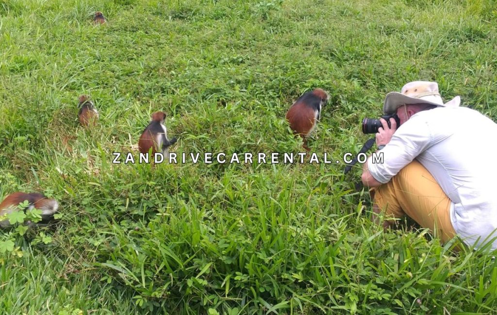 Jozani Forest Zanzibar - Red Colobus Monkey Private Tour