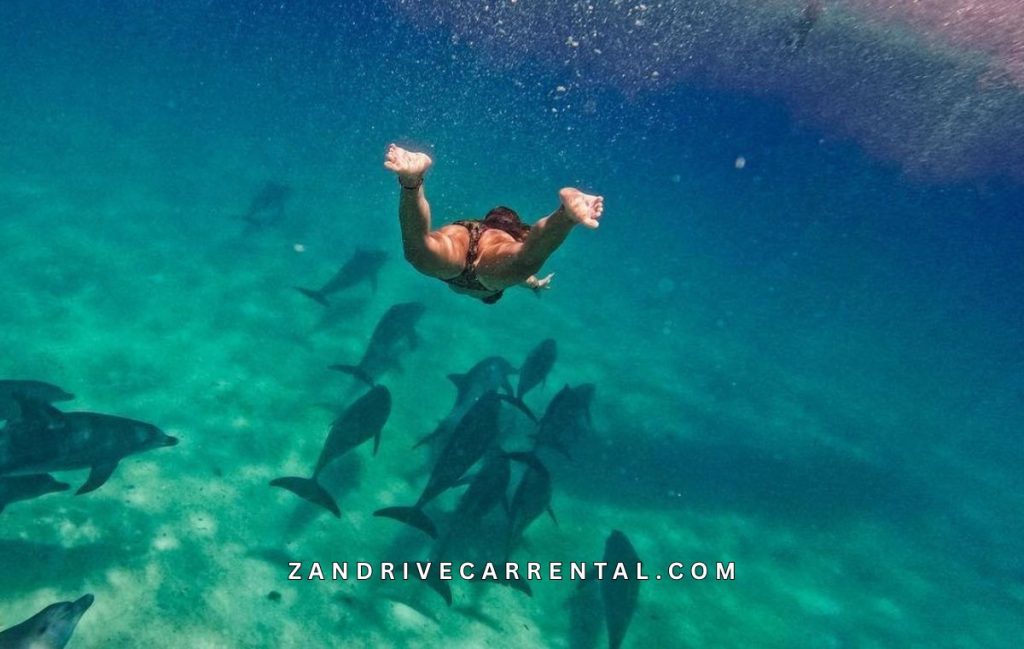 Kizimkazi Dolphin Tour Guide 2026