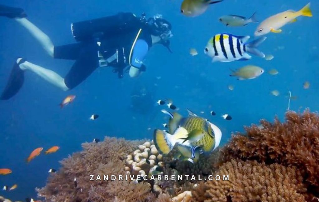 Mnemba Marine Conservation Tour in Zanzibar - Mnemba Marine Life 