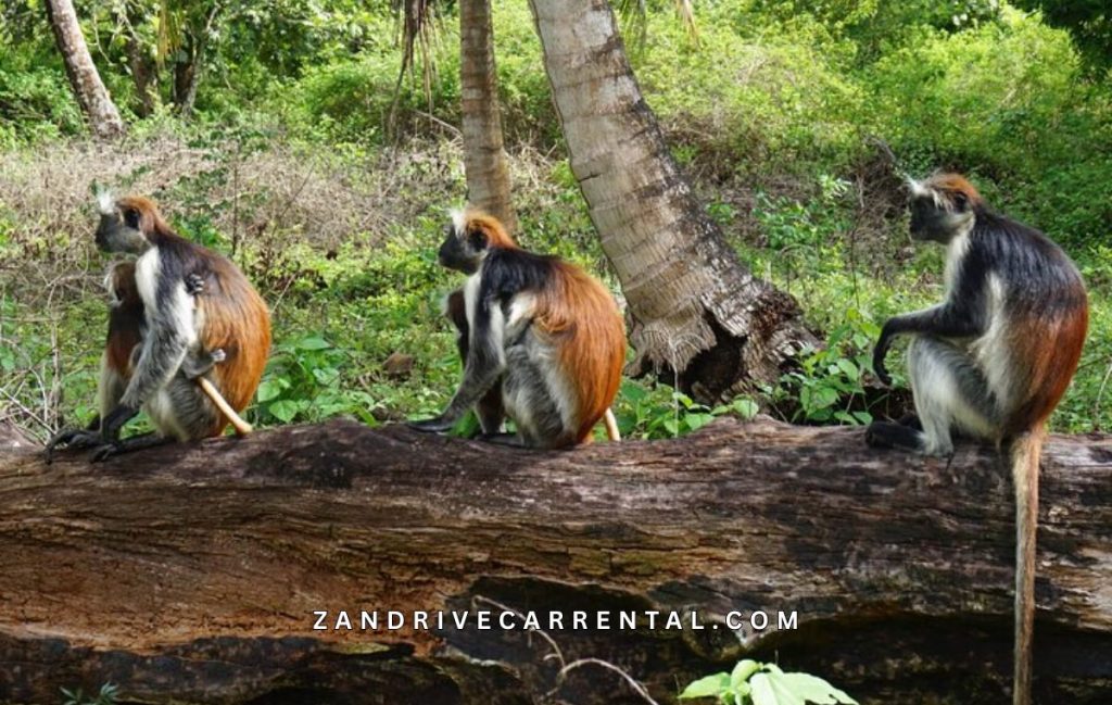 Red colobus monkey in Jozani Forest Zanzibar near Pete village